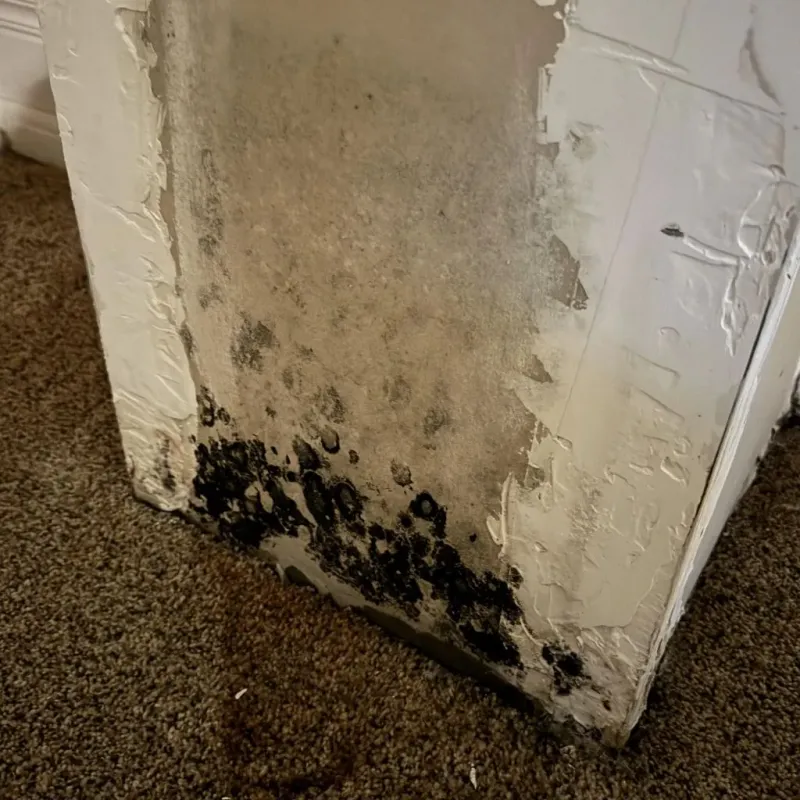 Professional Mold Removal in Moraga, CA